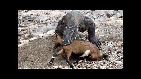 Today: Komodo Dragons Have Swallowed one Goat but are still trying to find more prey