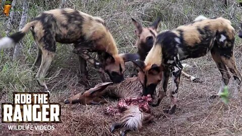 Painted Wolves Chase Giraffe, Eat Bushbuck, And Drink With Croc | African Safari Sighting