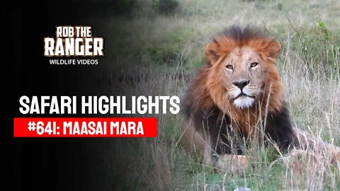 Safari Highlights #641: 23rd September 2021 | Maasai Mara/Zebra Plains | Latest Wildlife Sightings