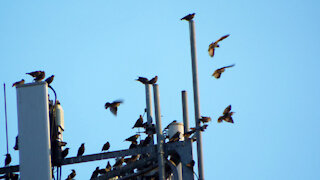 Starlings On The Cell Tower