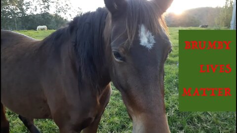 Why are people so keen to shoot these horses? Little chat with little brumby Ava