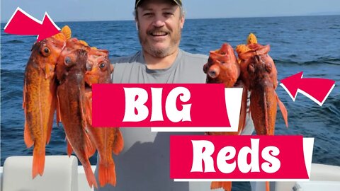 Santa Monica Bay Rockfish Fishing Trip Highlight