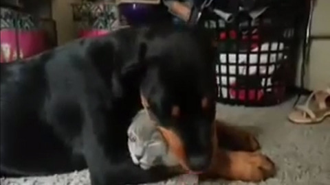 Rottweiler Loves Cat So Much