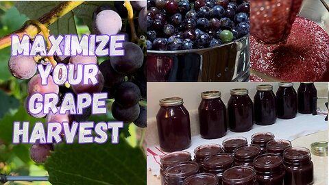 Steam Juicing Homegrown Grapes and THEN making Grape Butter and Chicken Treats?