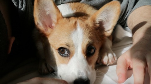 Crumpet The Corgi In Her Xmas Sweater