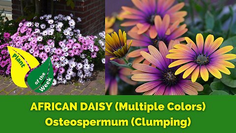 AFRICAN DAISY (Clumping) | Osteospermum | Multiple Colors Available