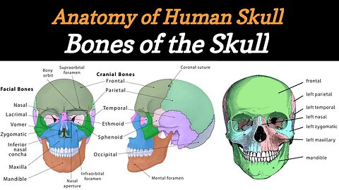Bones of the SKULL - LEARN IN 4 MINUTES | 3D Anatomy of Skull Bone | Skull Bones - Lecture #3