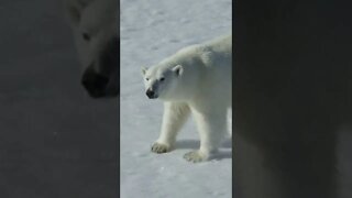 Urso Polar!!! #shorts