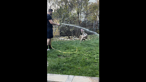 Water crazed dog VS garden hose