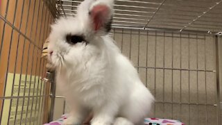 Cleveland APL Pets of the Weekend: 3 cute rabbits