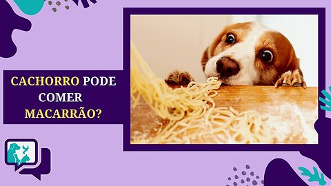 Cachorro Pode Comer Macarrão?