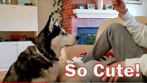 Siberian Husky just can't say "I love you" right.