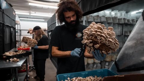 Harvesting Shiitake Mushrooms | Southwest Mushrooms