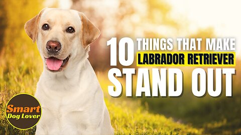 10 Things That Make a Labrador Retriever Stand Out | Dog Training Tips