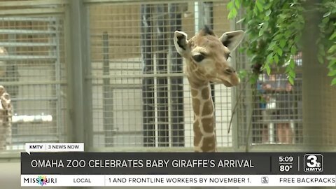 Omaha's Henry Doorly Zoo announces birth of giraffe calf