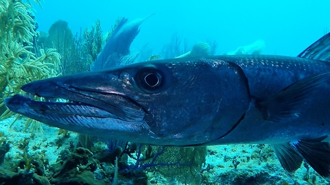 Battle-scarred barracuda watches over sunken GoPro