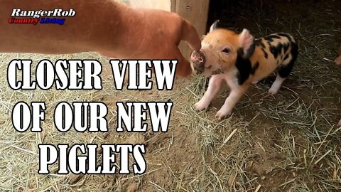 Closer View Of Our New Piglets