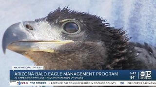 Two bald eagle nestlings banded by AZ Game & Fish Department