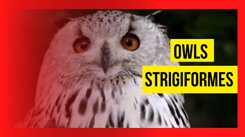 Strigiformes Owls