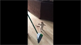 Kitten just wants to "help" clean the house