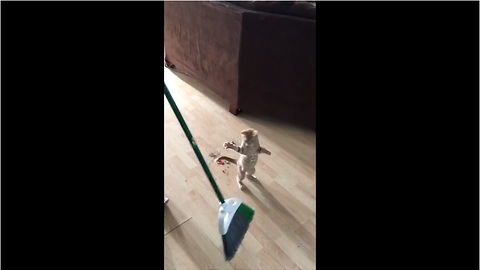Kitten just wants to "help" clean the house