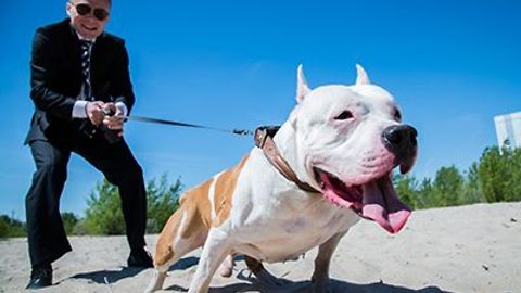 How To Train Your Dog - Cesar Millan The Dog Whisperer Cesar 911
