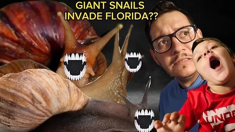 Giant Parasite ridden snails cause QUARUNTINE in Florida??