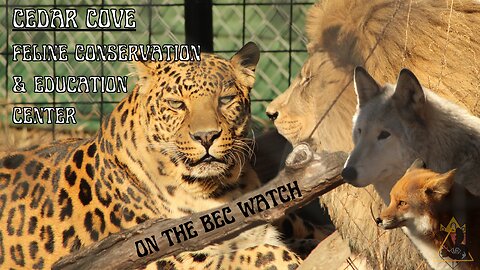 BEC Watch Entries: #20 Cedar Cove Feline Conservation Center and Education Center