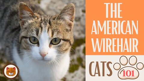 🐱 Cats 101 🐱 AMERICAN WIREHAIR - Top Cat Facts about the AMERICAN WIREHA #KittensCorner