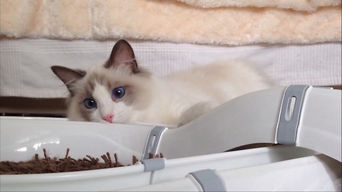 Kitten extremely satisfied with new cat toy