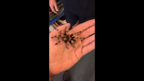 Mexican red knee tarantula 🕷️