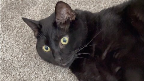 Adopting a Cat from a Shelter Vlog - Cute Precious Piper Shows Her Pretty Face