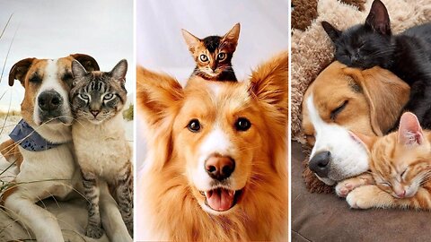 Unforgettable Moments of Animals Keeping Us in Stitches! 🐕🎬