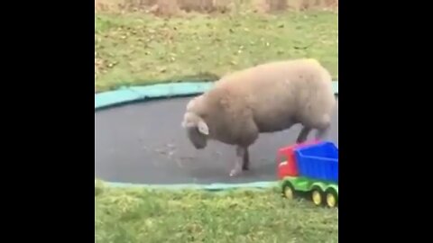 Animals love trampolines