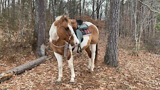 Horses talk with body language