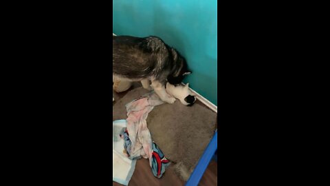 Husky mama clean the Akita puppies