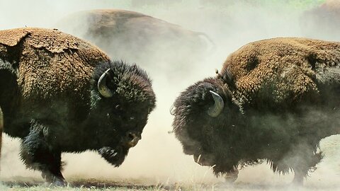 Why Bison Fight for Mating ? | Bison Fight for Mating Rights | BBC Earth 👈🏻