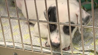 Local animal shelter helping guide pets down the road to recovery