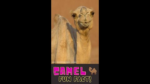 Camel: Remarkable Creatures of the Desert #funfactforkids #shortvideo #kidslearning #animalfacts
