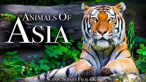 Animals of Asia 4K - Amazing Scenes of Asia Wildlife | Scenic Relaxation Film