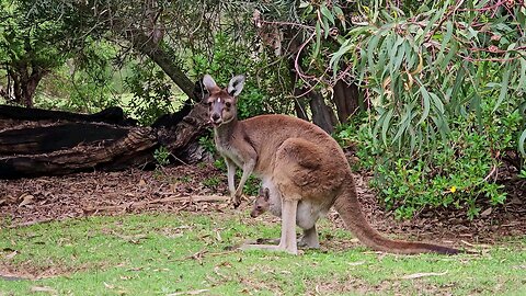 Kangaroos are always on the alert when they have their baby