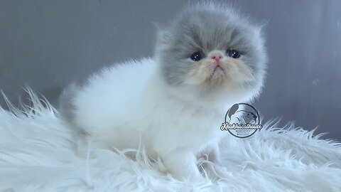 Exquisite Persian Peaknose Blue Van: Live Doll-Like Beauty!