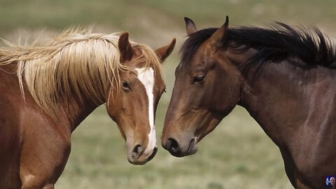 LES CHEVAUX VOL.1