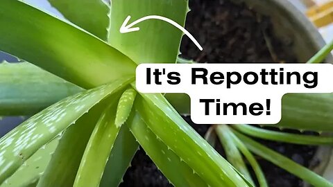 We Waited to LATE | Repotting NOW