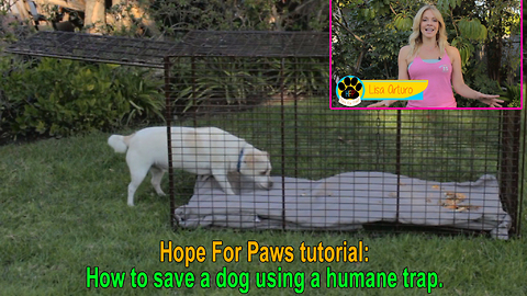 Hope For Paws tutorial: How to save a dog using a humane trap