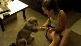 Cute puppy learns how to shake hands with his paw