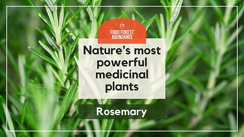 Nature’s most powerful medicinal plants: Rosemary