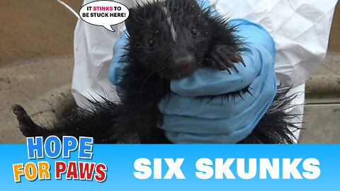Baby skunks got stuck in a Jacuzzi - Hope For Paws reunites them with their mom!