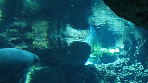 Endangered sea manatee casually swims as suba divers look on