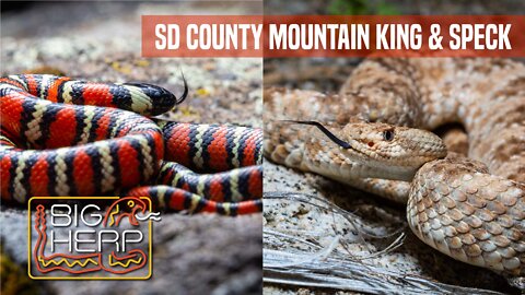 Mountain Kingsnake & Speckled Rattlesnake In One Afternoon Hike!